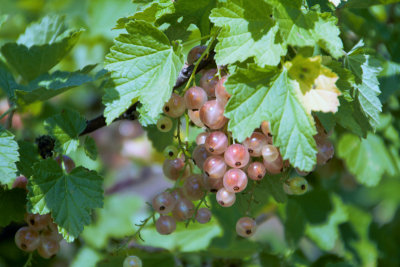 Berries, Saint-Puy, France