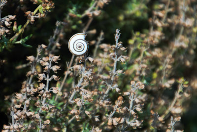 Escargot, snail, Saint-Puy, France