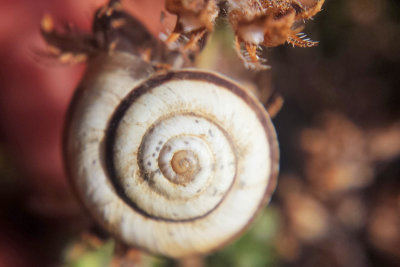 Escargot, snail, Saint-Puy, France