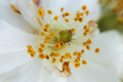 Flower macro, Madrid