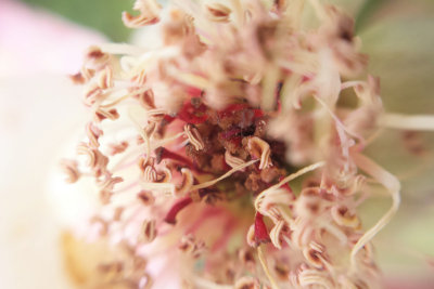 Flower macro, Madrid