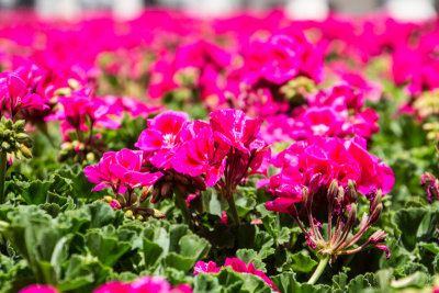 Flowers, Plaza de Oriente, Madrid, Spain