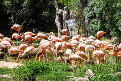 Flamingos, Zoo, Madrid, Spain