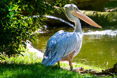 Pelican, Zoo, Madrid, Spain