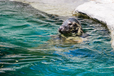 Seal, Zoo, Madrid, Spain