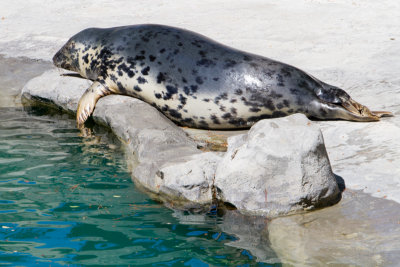 Seal, Zoo, Madrid, Spain