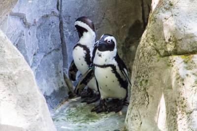 Penguin, Zoo, Madrid, Spain