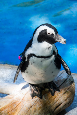 Penguin, Zoo, Madrid, Spain