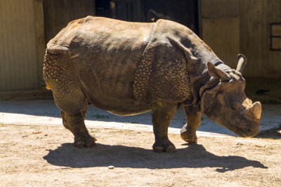 Rhino, Zoo, Madrid, Spain