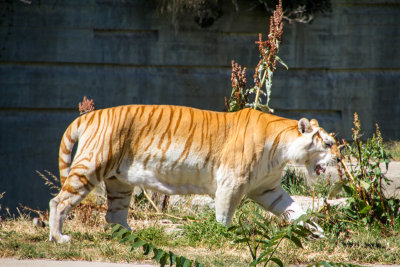 Tiger, Zoo, Madrid, Spain