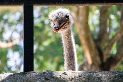 Curious Ostrich, zoo, Madrid, Spain