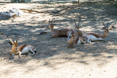 Deer, zoo, Madrid, Spain