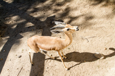 Deer, zoo, Madrid, Spain