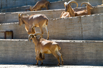 Mountain goat, zoo, Madrid, Spain