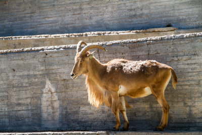 Mountain goat, zoo, Madrid, Spain