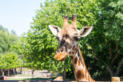 Hi Giraffe, zoo, Madrid, Spain
