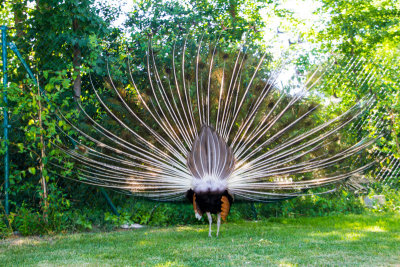 Peacock back, zoo, Madrid, Spain