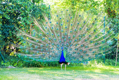 Peacock, zoo, Madrid, Spain