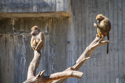 Monkey, zoo, Madrid, Spain
