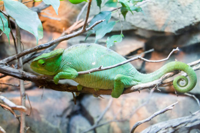 Lizard, Zoo,  Madrid, Spain