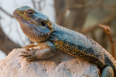 Lizard, zoo, Madrid, Spain
