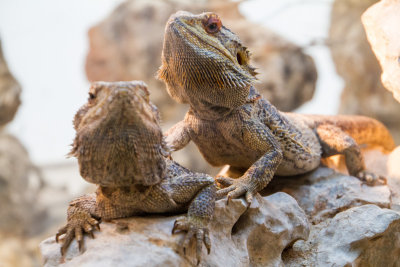 Lizard, zoo, Madrid, Spain