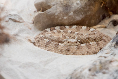 Rattlesnake, zoo, Madrid, Spain