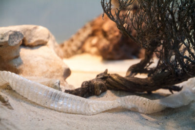 Snake molting, zoo, Madrid, Spain