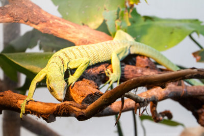 Lizard, zoo, Madrid, Spain