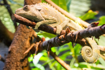 Lizard, zoo, Madrid, Spain