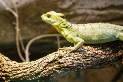 Lizard, zoo, Madrid, Spain