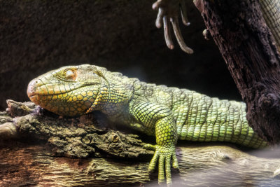 Lizard, zoo, Madrid, Spain