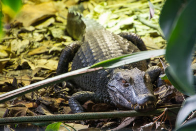 Alligator, zoo, Madrid, Spain