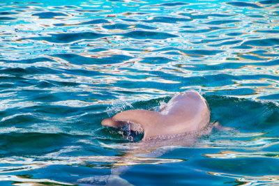 Dolphin, zoo, Madrid, Spain