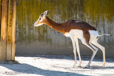 Deer, zoo, Madrid, Spain