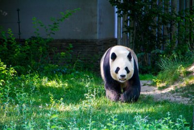 Panda, zoo, Madrid, Spain
