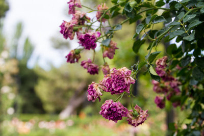 Rose Garden, Retiro Park, Madrid, Spain