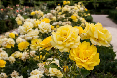 Rose Garden, Retiro Park, Madrid, Spain