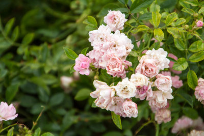 Rose Garden, Retiro Park, Madrid, Spain