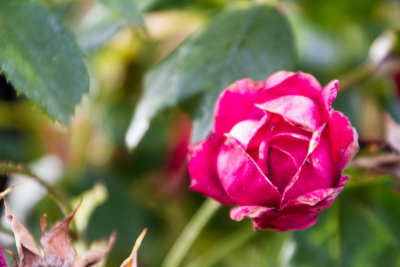 Rose Garden, Retiro Park, Madrid, Spain