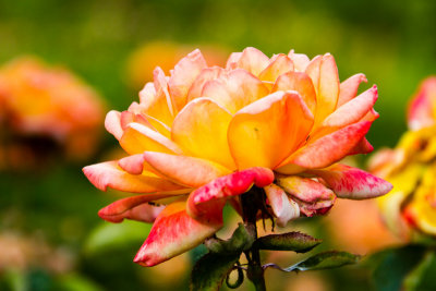 Rose Garden, Retiro Park, Madrid, Spain