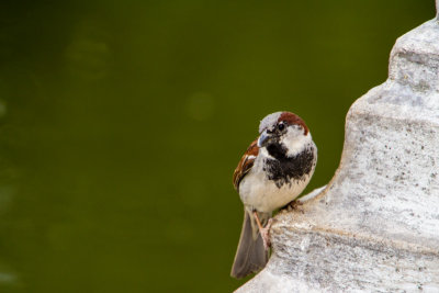 Bird, Retiro park, Madrid, Spain