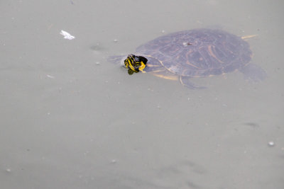 Turtle, Retiro park, Madrid, Spain