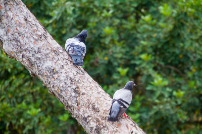 Pigeons, Park Guell, Antoni Gaudi, Barcelona, Spain