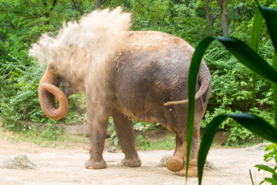 Elephants, Cincinnati Zoo, Ohio