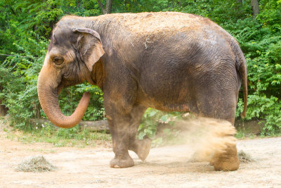 Elephants, Cincinnati Zoo, Ohio