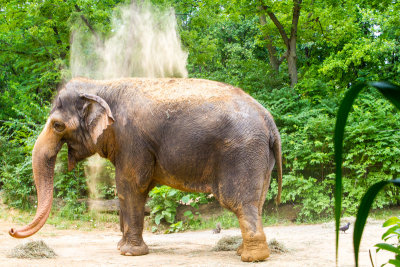 Elephants, Cincinnati Zoo, Ohio