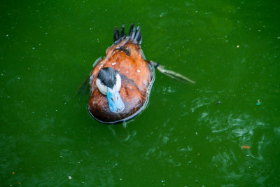 Duck, Cincinnati zoo, Ohio