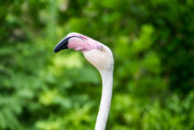 Flamingo, Cincinnati zoo, Ohio