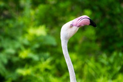 Flamingo, Cincinnati zoo, Ohio